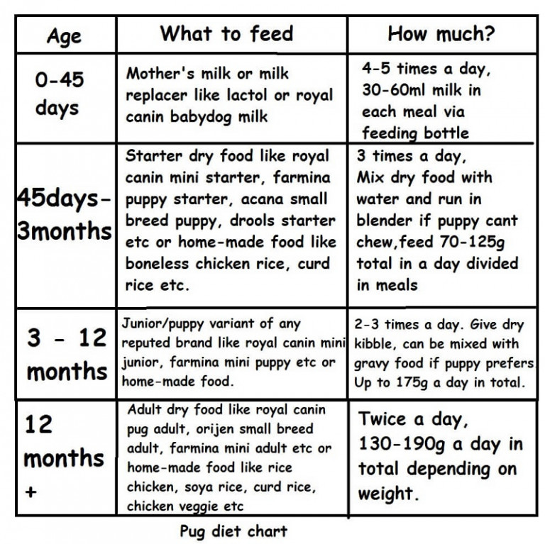 Complete Diet Plan For Pug Puppies And Dogs In India