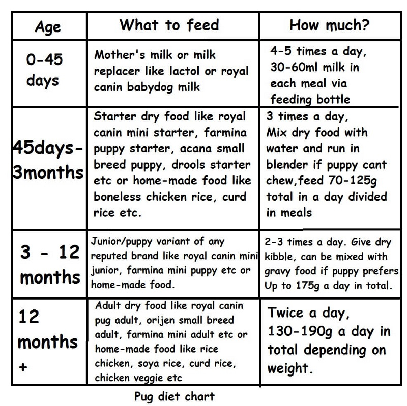 Complete Diet Plan For Pug Puppies And Dogs In India 