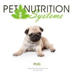Pug Breed Specific Diet Plan By Pet Nutrition Systems Issuu