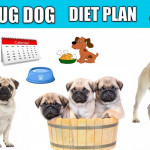 Pug Dog Diet Plan Pug Dog Diet Chart In Hindi Pug
