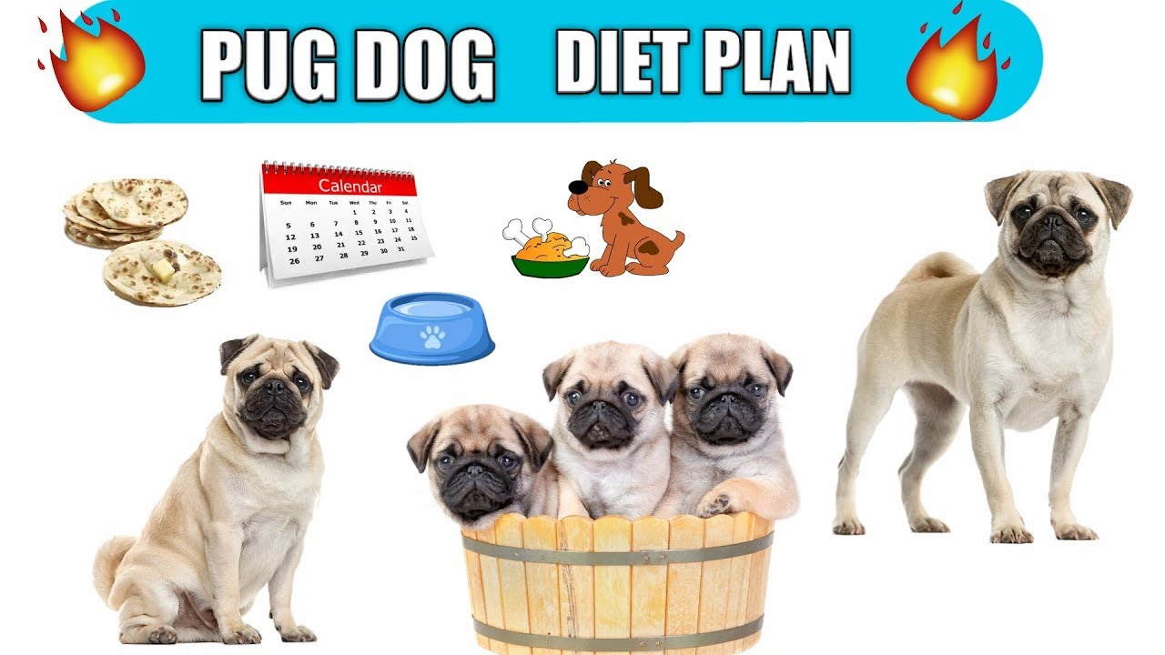 Pug Dog Diet Plan Pug Dog Diet Chart In Hindi Pug 