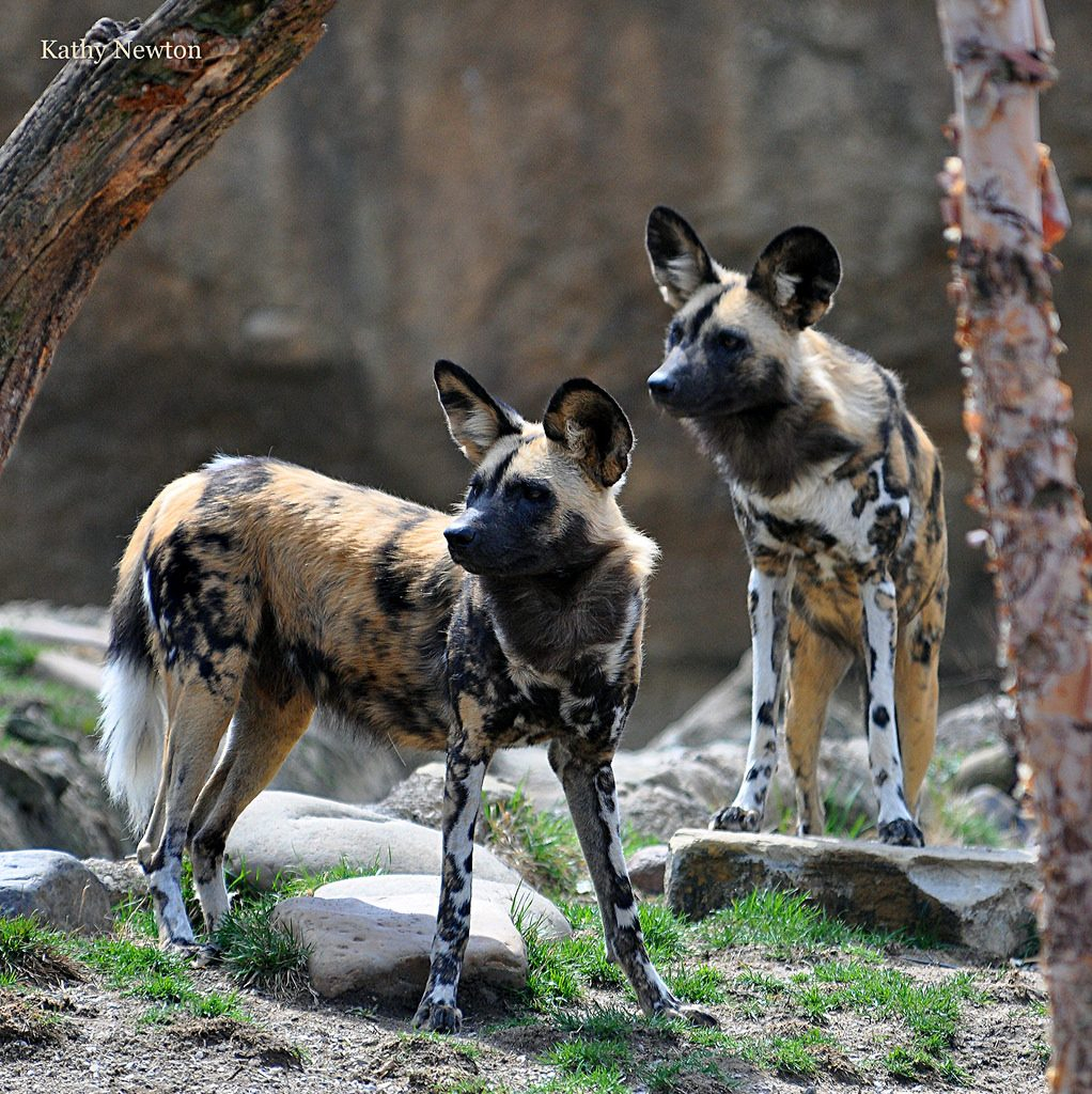 African Painted Dog Cincinnati Zoo Botanical Garden 