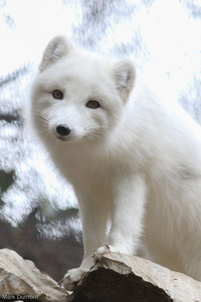 Arctic Fox Cincinnati Zoo Botanical Garden 