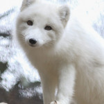 Arctic Fox Cincinnati Zoo Botanical Garden