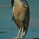 Boat billed Heron Cincinnati Zoo Botanical Garden