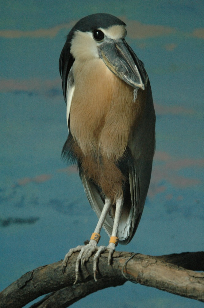 Boat billed Heron Cincinnati Zoo Botanical Garden 