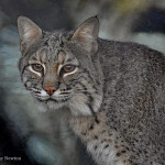 Bobcat Cincinnati Zoo Botanical Garden