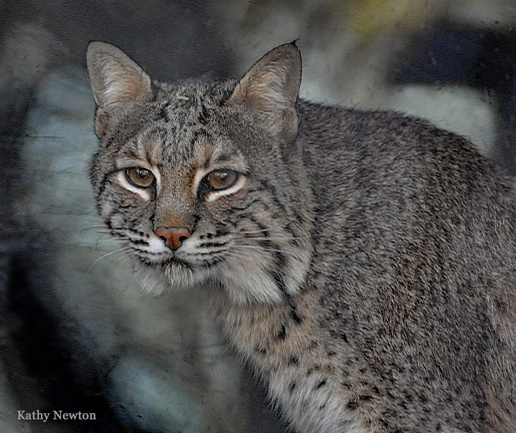 Bobcat Cincinnati Zoo Botanical Garden 