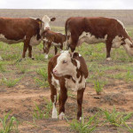 Feeding Of Beef Cattle Cattle Diet