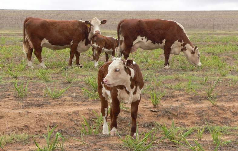 Feeding Of Beef Cattle Cattle Diet