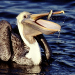 Follow That Bill Pelican Features Does A Pelican s Bill