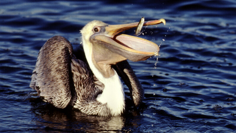 Follow That Bill Pelican Features Does A Pelican s Bill 