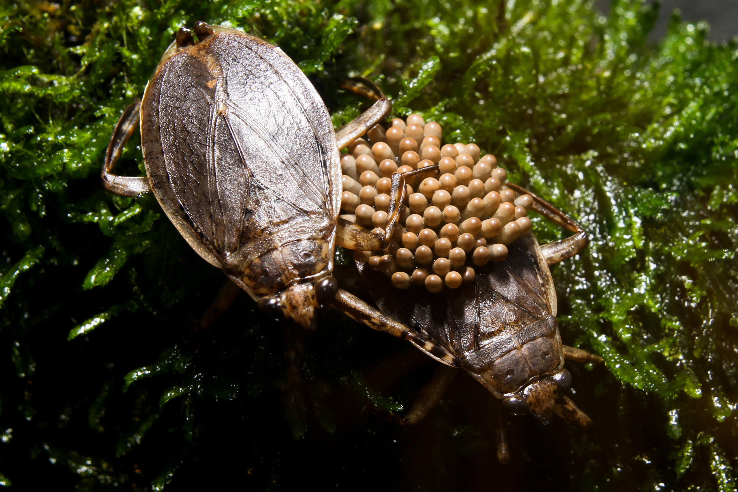 Giant Water Bug Cincinnati Zoo Botanical Garden 