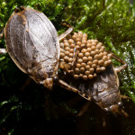 Giant Water Bug Cincinnati Zoo Botanical Garden