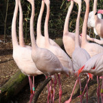 Greater Flamingo Cincinnati Zoo Botanical Garden