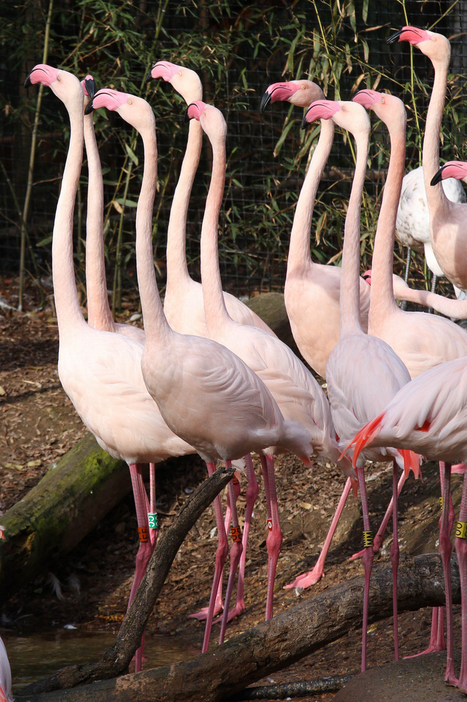 Greater Flamingo Cincinnati Zoo Botanical Garden 
