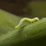 Green Caterpillar 03 The Caterpillar Is The Larvae