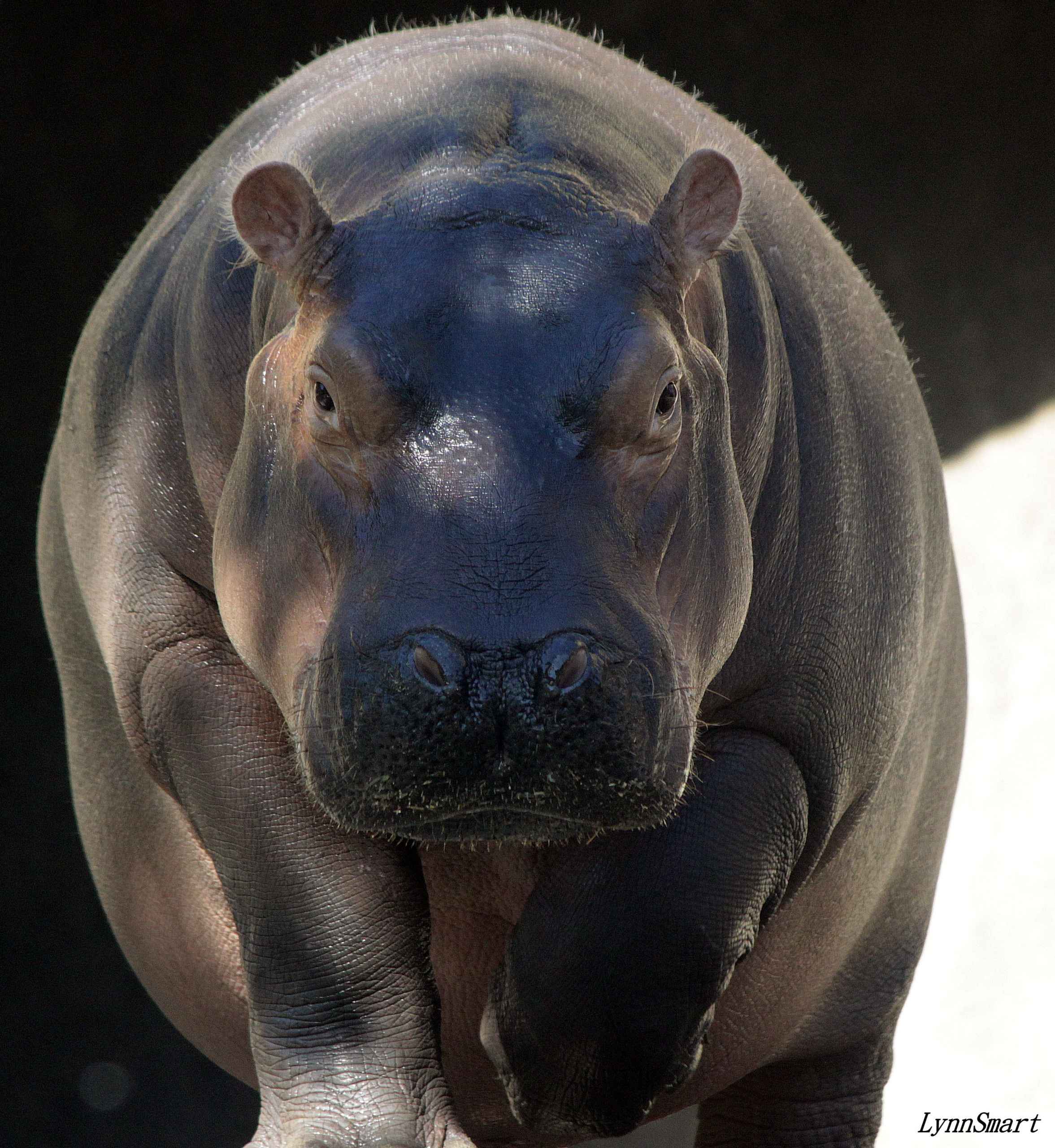 Hippopotamus Cincinnati Zoo Botanical Garden 