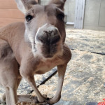 Kangaroo Cincinnati Zoo Botanical Garden