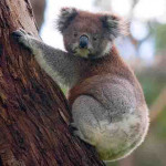 Koala Amazing Facts Habitat Diet And More