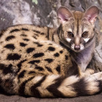 Large spotted Genet Cincinnati Zoo Botanical Garden