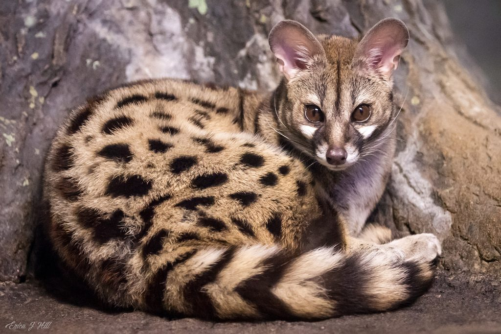 Large spotted Genet Cincinnati Zoo Botanical Garden 