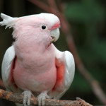 Major Mitchell s Cockatoo Cincinnati Zoo Botanical Garden