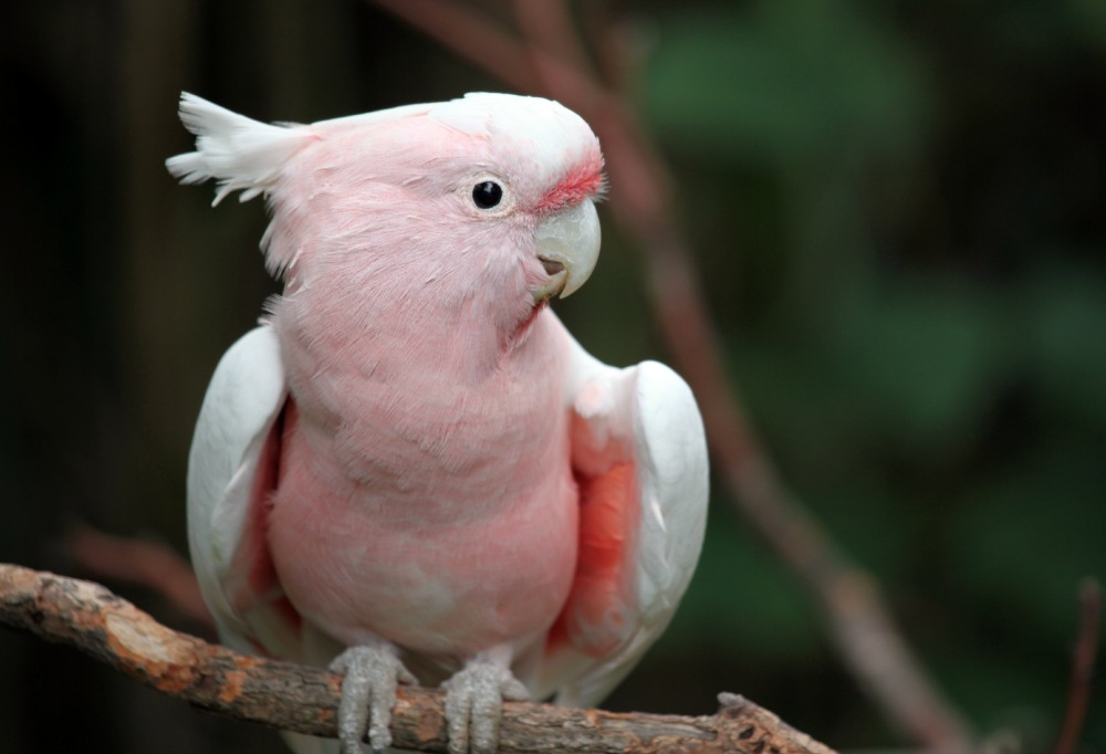 Major Mitchell s Cockatoo Cincinnati Zoo Botanical Garden 