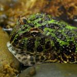 Ornate Horned Frog Cincinnati Zoo Botanical Garden