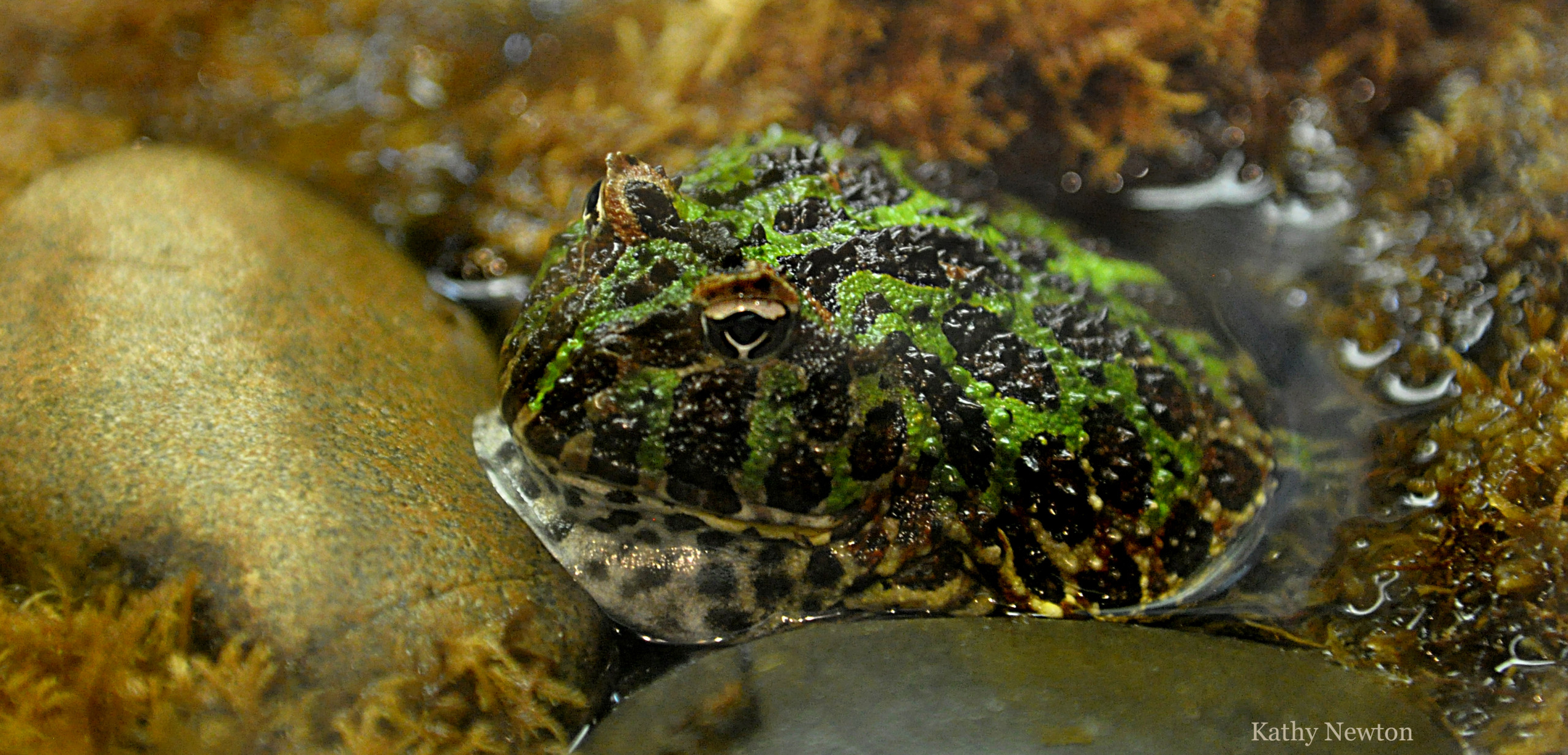 Ornate Horned Frog Cincinnati Zoo Botanical Garden 