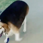 Overweight Beagle Goes On A Diet RTM RightThisMinute