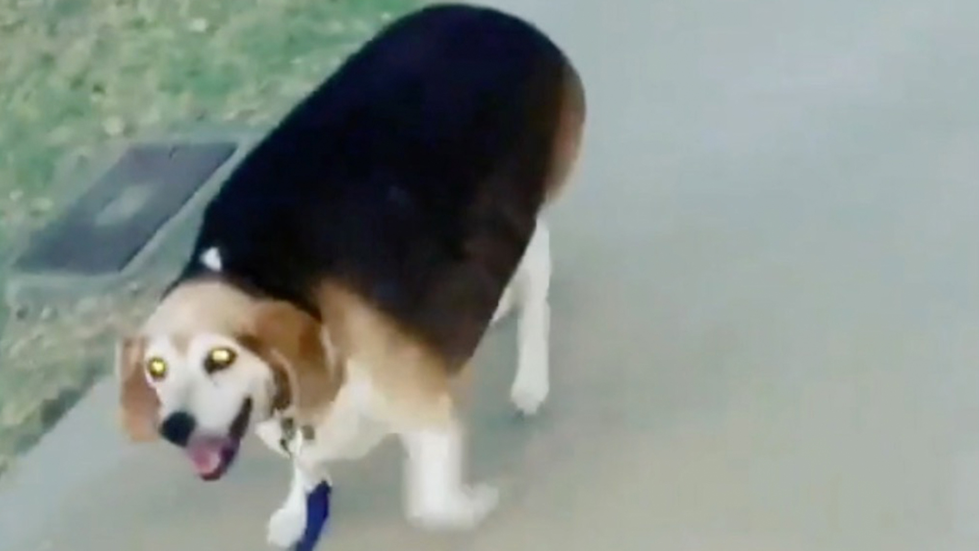 Overweight Beagle Goes On A Diet RTM RightThisMinute