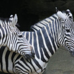 Plains Zebra Cincinnati Zoo Botanical Garden