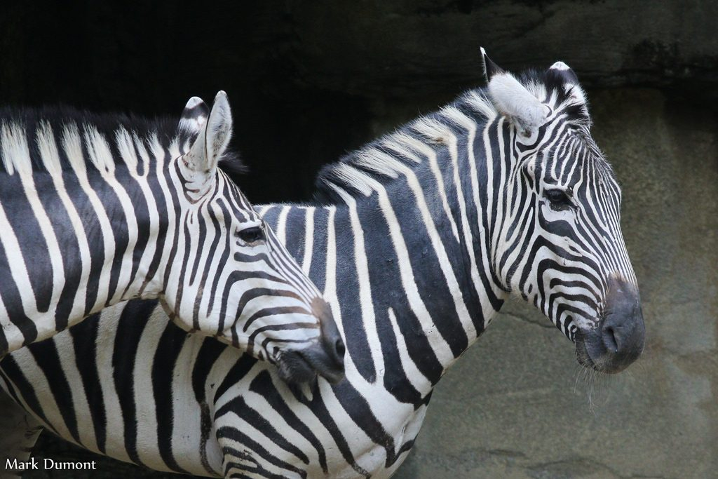 Plains Zebra Cincinnati Zoo Botanical Garden 