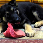 Puppy Eats Raw Steak YouTube