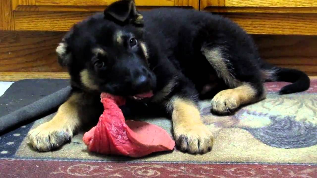 Puppy Eats Raw Steak YouTube