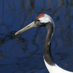 Red crowned Crane Cincinnati Zoo Botanical Garden