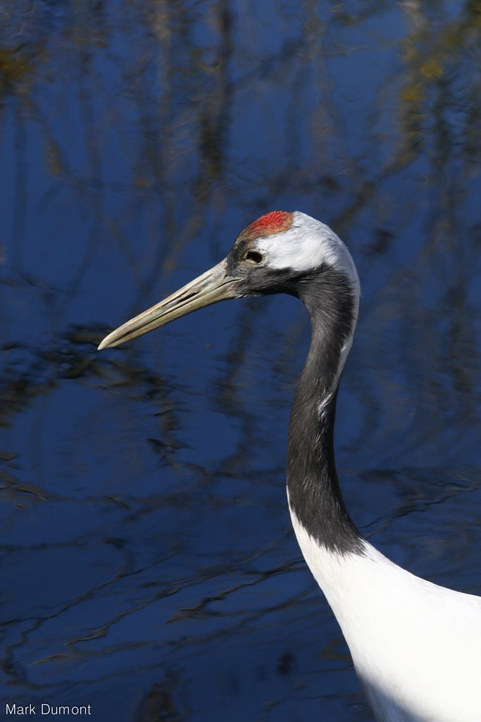 Red crowned Crane Cincinnati Zoo Botanical Garden 