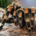 Red kneed Tarantula Cincinnati Zoo Botanical Garden