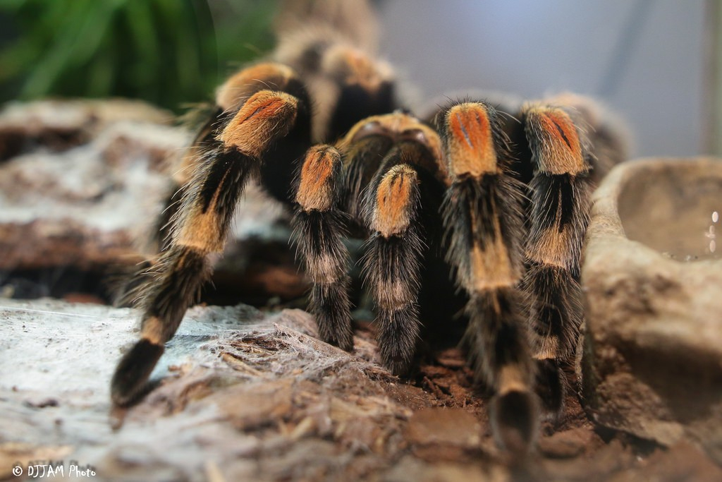 Red kneed Tarantula Cincinnati Zoo Botanical Garden 