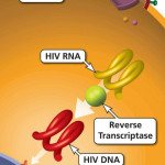 Reverse Transcriptase Reverse Transcriptase Function