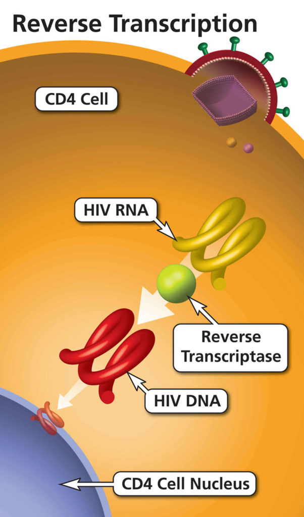 Reverse Transcriptase Reverse Transcriptase Function 