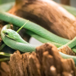 Rough Green Snake Cincinnati Zoo Botanical Garden