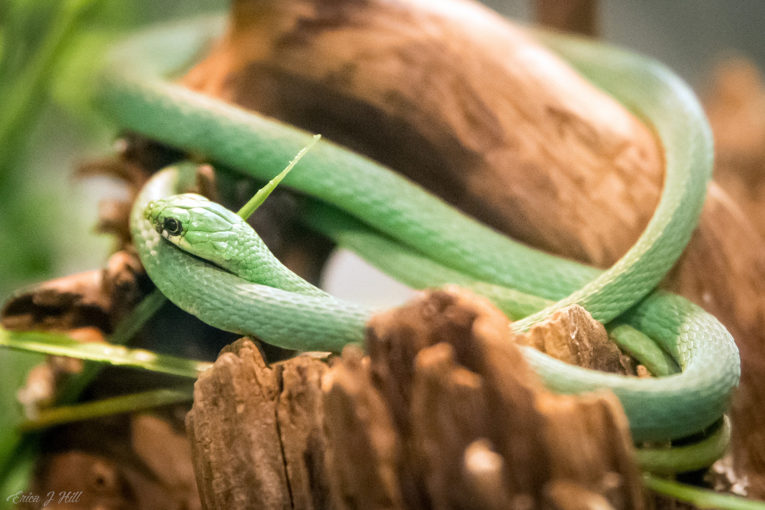 Rough Green Snake Cincinnati Zoo Botanical Garden 