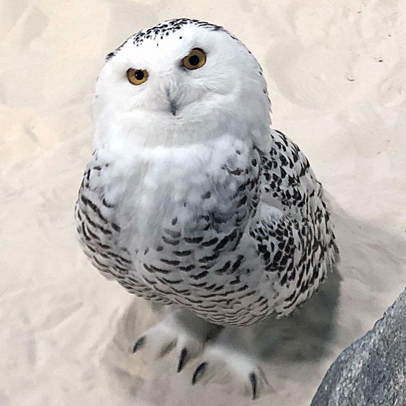 Snowy Owl Tulsa Zoo