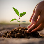 Talk To Your Plants By Dr Steven D Farmer HealYourLife