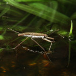 Water Strider Cincinnati Zoo Botanical Garden