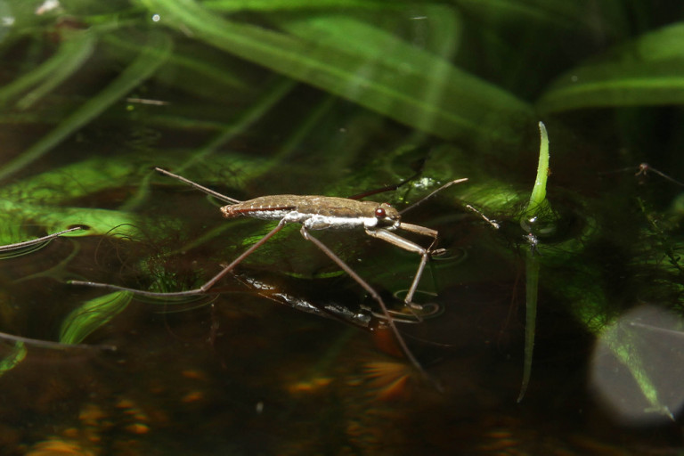 Water Strider Cincinnati Zoo Botanical Garden