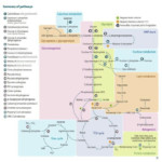 Diet Plan For Dual Efficient Metabolism DIETAIS