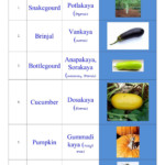 Vrk Diet Plan In English Pdf DietWalls